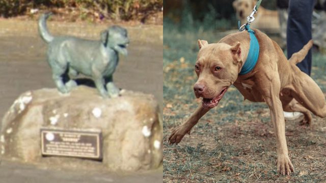 George, el perrito que tiene una estatua por dar su vida al salvar a cinco niños de pitbulls