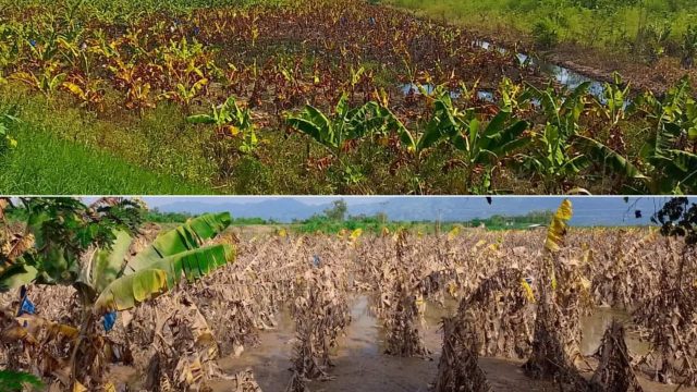Tormenta tropical Julia provocaría pérdidas multimillonarias en granos básicos
