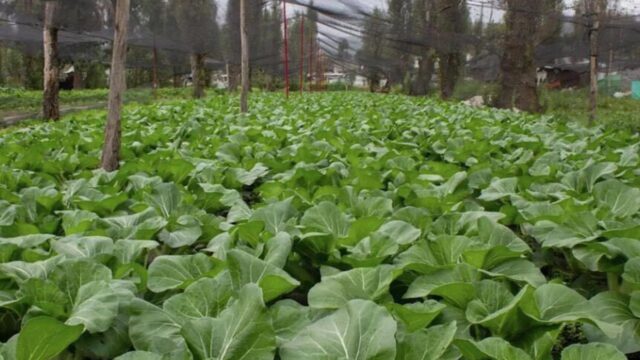 América Latina: millones padecen hambre en una región donde sobran alimentos