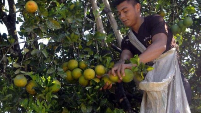 Productores y empresarios denuncian grave escasez de naranjas en Honduras