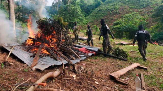 Aseguran más de 467 mil arbustos de hoja de coca y narcolaboratorios en Olancho y Colón