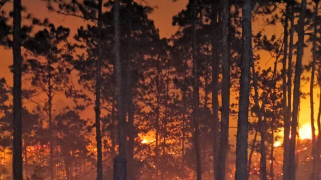 Reportan mas de 161 mil hectáreas afectadas por incendios forestales en Honduras