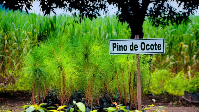 Caña de azúcar: pulmón importante para Honduras