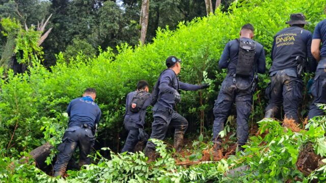 Erradican 50 mil arbustos de supuesta hoja de coca; destruyen laboratorio en parque Pico Bonito