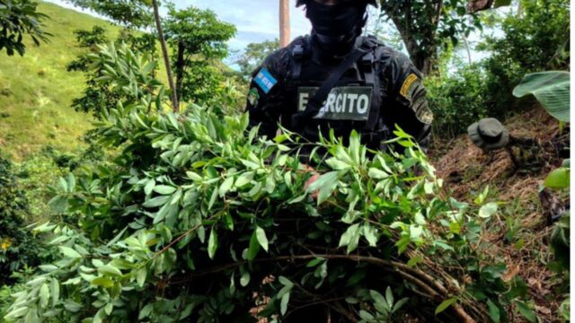 FFAA erradica alrededor de 20 mil arbustos de hoja de coca en Colón