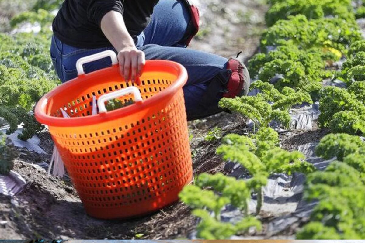 Las redadas contra migrantes en EEUU causan temor entre los trabajadores agrícolas