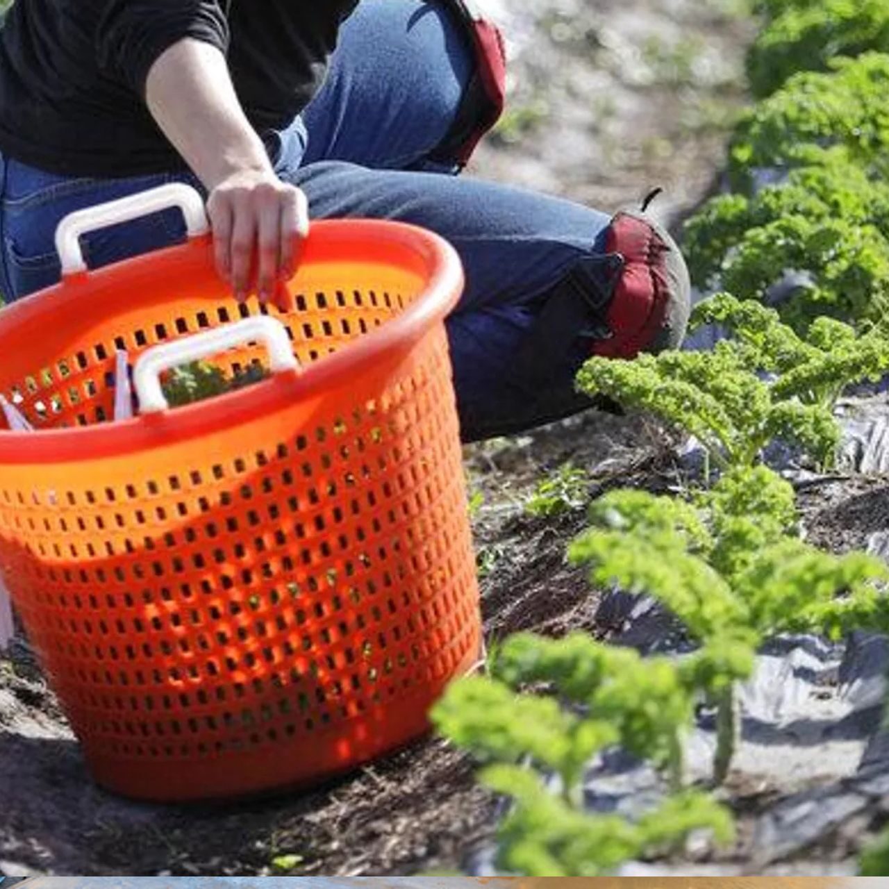 Las redadas contra migrantes en EEUU causan temor entre los trabajadores agrícolas