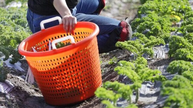 Las redadas contra migrantes en EEUU causan temor entre los trabajadores agrícolas
