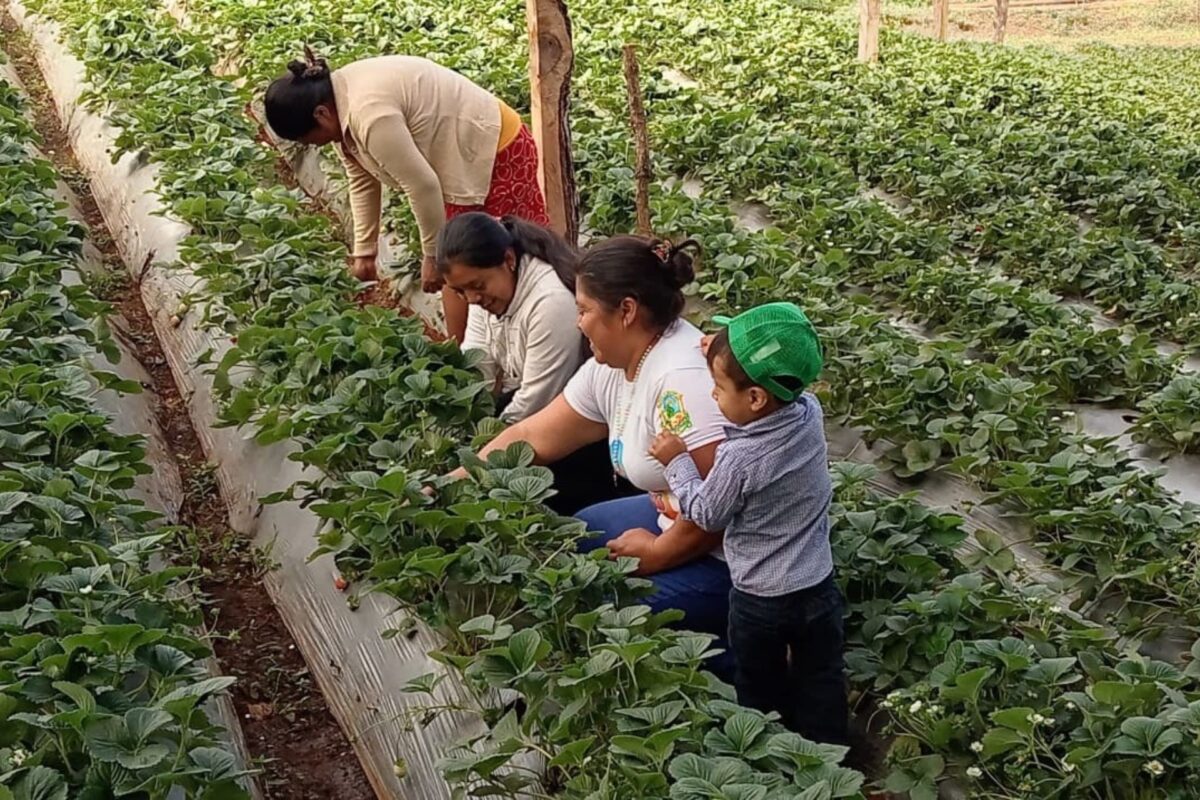 SAG promueve producción de tomate en el occidente a través de créditos baratos SAG promueve producción de tomate en el occidente a través de créditos baratos