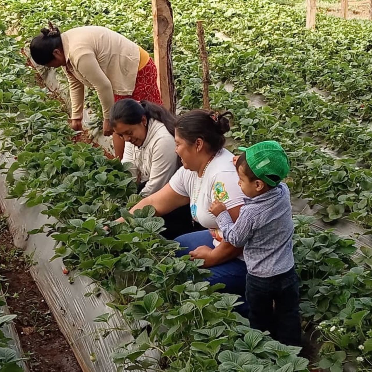 SAG promueve producción de tomate en el occidente a través de créditos baratos