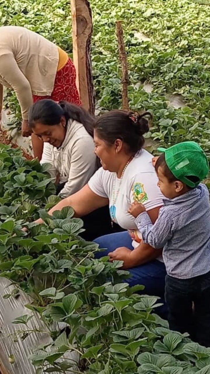 SAG promueve producción de tomate en el occidente a través de créditos baratos